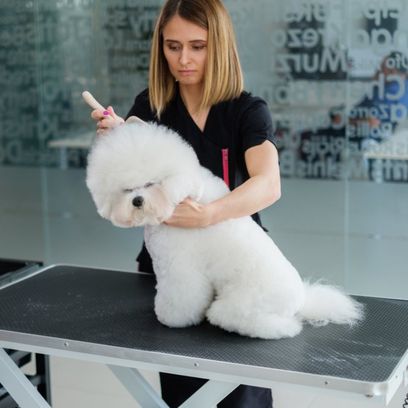 perro blanco en peluquería